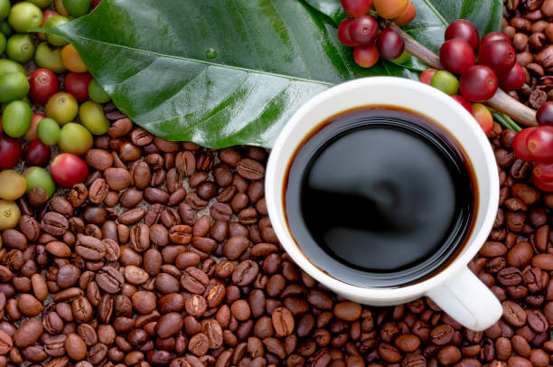 Café Robusta